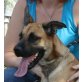 Tula, Malinois Boxer Mix - Hündin