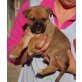 Tuli, Tota, Taro, Boxer-Mix Welpen - Rüde