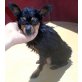 Tulip, Chihuahua Mix - Hündin