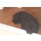 Tulka, Perro de Agua Español Welpen - Hündin