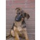 Tuna, Deutscher Schäferhund - Hündin