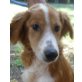 Tuni  sanfter verträumter Hundejunge, 3 Mon., kleiner Münsterländer  Mix Welpen - Rüde