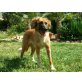 Turca, Baskischer Schäferhund-Mix - Hündin