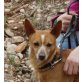 Turro, Pinscher Mix - Rüde