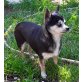 Tweety, Chihuahua kurzhaariger Schlag - Hündin