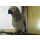 Tweety, Graupapagei