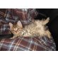 Twiety, Zuckersüße Maus aus Devon Rex und Hauskatze - Katze