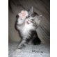 Twilightzone`s Malus, Maine Coon - Kater