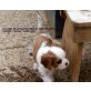 Twinky von Ebenthal, Cavalier King Charles Spaniel Welpen - Hündin