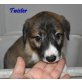 Twister, Border Collie Mischlings Welpen abzugeben Welpen - Rüde