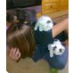 Twister, Jane & Pointy , 3 gerettete Babys (ca. 8 Wochen) - Katze