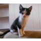 Twister, winzig aber schnell :) - Kater