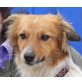 Twisty, Shelty-Spitz-Mischling - Rüde
