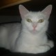 Twix, Europäische Kurzhaarkatze - Katze