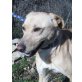 Twix, Junger Hund aus der Tötung - Rüde