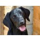 Twix, zu jedem freundlicher Labrador Mix Welpen - Rüde