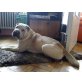 Tycho, Shar Pei - Rüde
