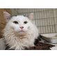 Typpex, Angora Mischling - Kater