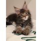 Typvolle Maine Coon Babies, Maine Coon - Kater