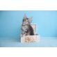 Typvoller Maine Coon Kater Edison, Maine Coon - Kater