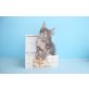 Typvoller Maine Coon Kater Einstein , Maine Coon - Kater