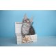 Typvoller Maine Coon Kater Eragon , Maine Coon - Kater