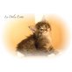 Typvoller Maine Coon Kitten suchen Dich !, Maine Coon - Kater