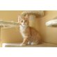 Typvoller Maine Coon katerchen Zu vergeben !, Maine Coon - Kater