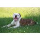 Tyron, American Bulldog - Rüde
