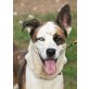 Tyron, Husky-Boxer-Mischling - Rüde