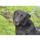 Tyron, Retriever-Mix (Notfall) - Rüde