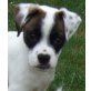 Tyrone, Boxer-Mix Welpen - Rüde