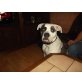 Tyson, American Bulldog - Rüde