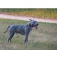 Tyson, American stafford bullterier - Rüde