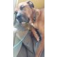 Tyson, Boxer-Mischling - Rüde