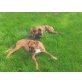 Tyson, Boxer - Rüde