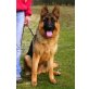 Tyson, Deutscher Schäferhund - Rüde
