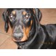 Tyson, Dobermann - Rüde