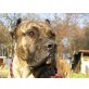 Tyson, Dogo Canario - Rüde