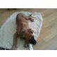 Tyson, Dogo Canario Welpen - Rüde