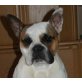 Tyson, Olde English Bulldogge - Rüde