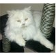 Tyson, Perser mit Nase - Kater