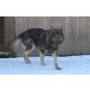 Tyson, Schäferhund - Rüde