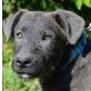 Tyson (Welpe) sucht tolles Körbchen 🐶🦴, Mischlingswelpe Welpen - Rüde