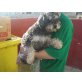 Tyson, Westie-Pudel-Mix - Rüde