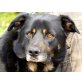 Tyson, bringt nichts aus der Ruhe - Rüde