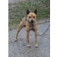 Tyson sucht ein warmes Körbchen und liebevoll - Rüde