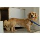 Tzan, Dackel-Retriever - Rüde