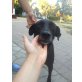 Tzitzica, Labrador-Mix - Hündin