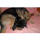 U-Wurf, Deutscher Schäferhund Welpen - Rüde